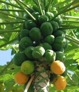 Envirolyte Anwendung ECA Wasser Anolyt Katolyt Spritzmittel Gartenbau Landwirtschaft Papaya 1